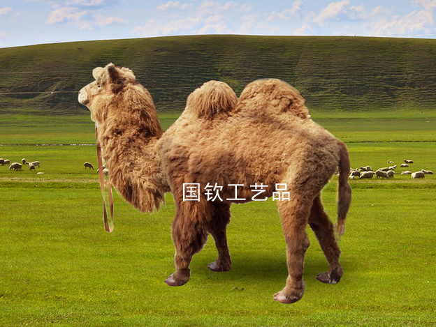 沙漠駱駝標本制作廠家真駱駝供應真駱駝皮生產駱駝標本
